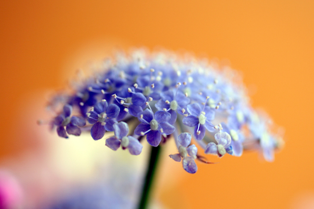 ブルーレースフラワーの花画像