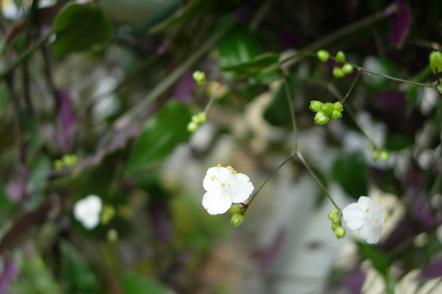 ブライダルベールの花画像