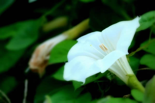 チョウセンアサガオの花画像
