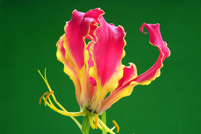グロリオサの花画像