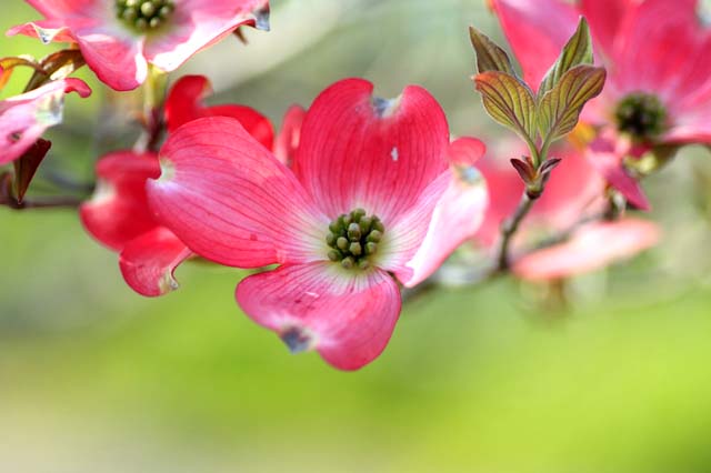 ハナミズキ(花水木)の花画像