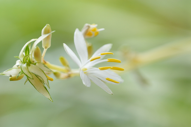 オリヅルランの花画像