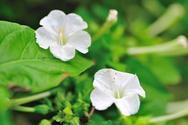 オシロイバナの花画像
