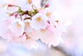 桜(さくら)