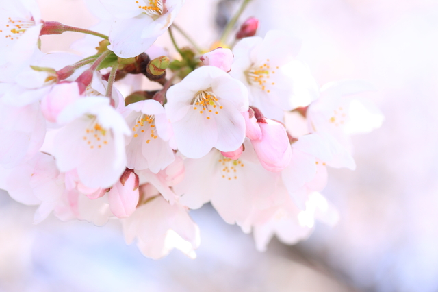 桜(さくら)の花画像