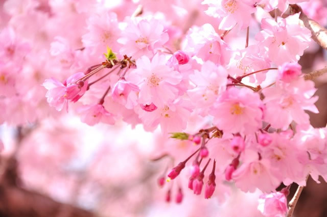 枝垂桜(シダレザクラ)の花画像