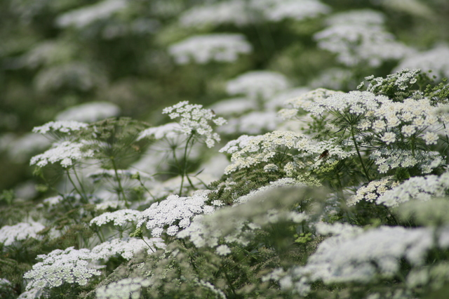 ホワイトレースフラワーの花画像