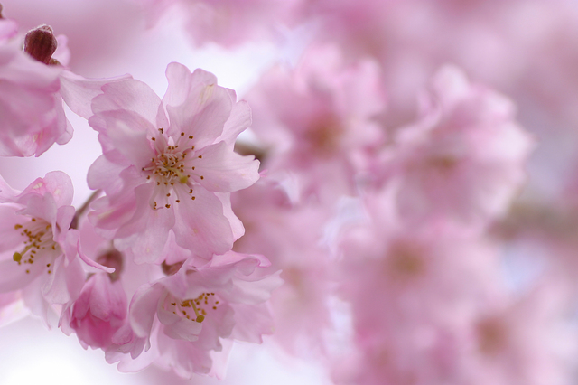 八重桜(ヤエザクラ)の花画像