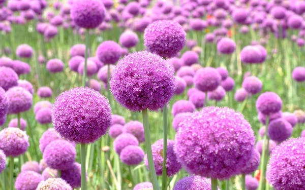 アリウム（花葱 はなねぎ）