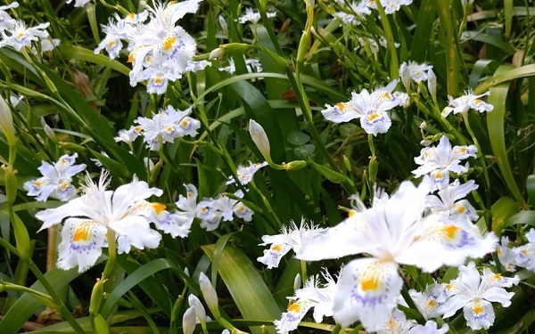 シャガ（射干 しゃかん、胡蝶花）