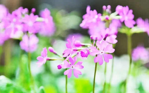 サクラソウ（日本桜草）