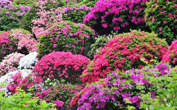 サツキ（皐月躑躅 さつきつつじ 杜鵑花 とけんか 映山紅 えいさんこう）